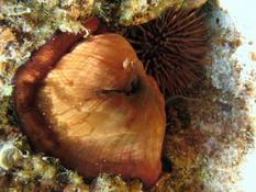 Actinia equina ou Actinia striata? (du Corse)