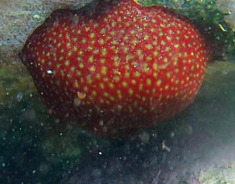 Actinia fragacea?