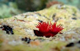 Actinia points bleus 
