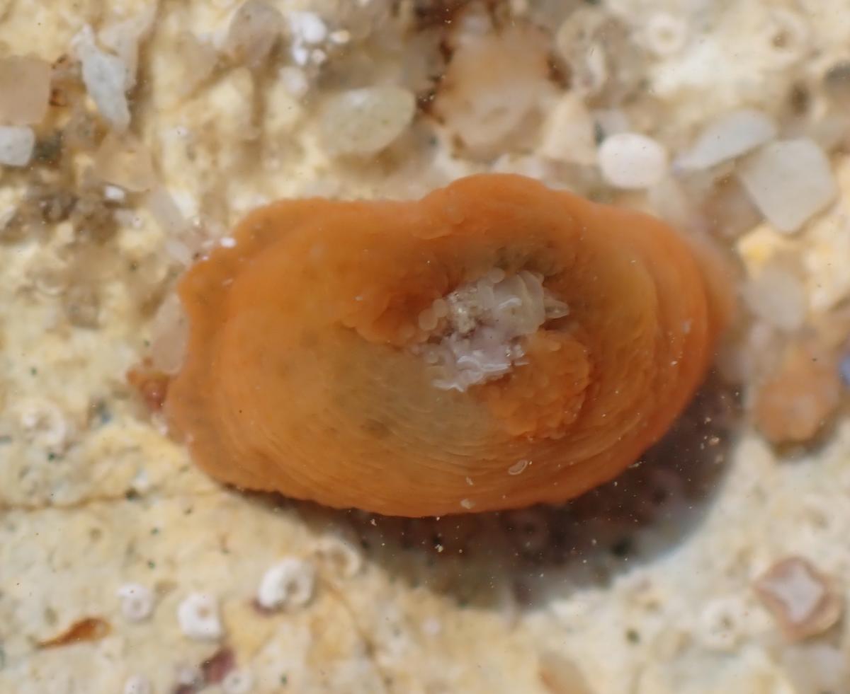 Actinia sp?