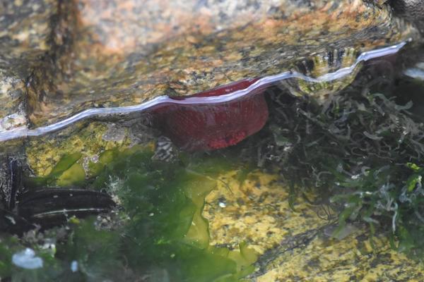 Actinia sp. ?