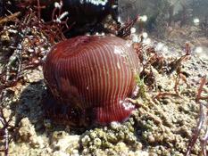 Actinia striat ou Actinia equina ?