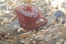 Actinia striata ?