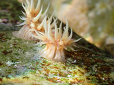 Actinothoe sphyrodeta?