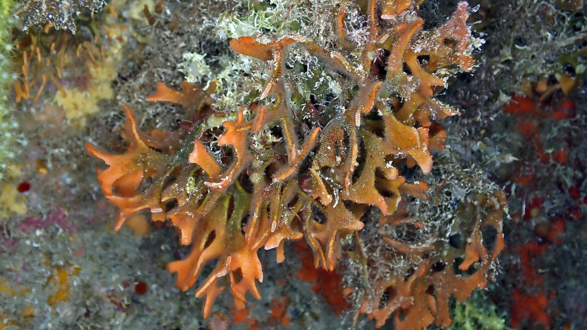 Adeonella calveti ou Pentapora fascialis ?