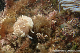 Aeolidia Papillosa ou Filamenae sur Ouessant Port de Lampaul