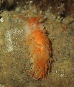 Aeolidiella alderi?