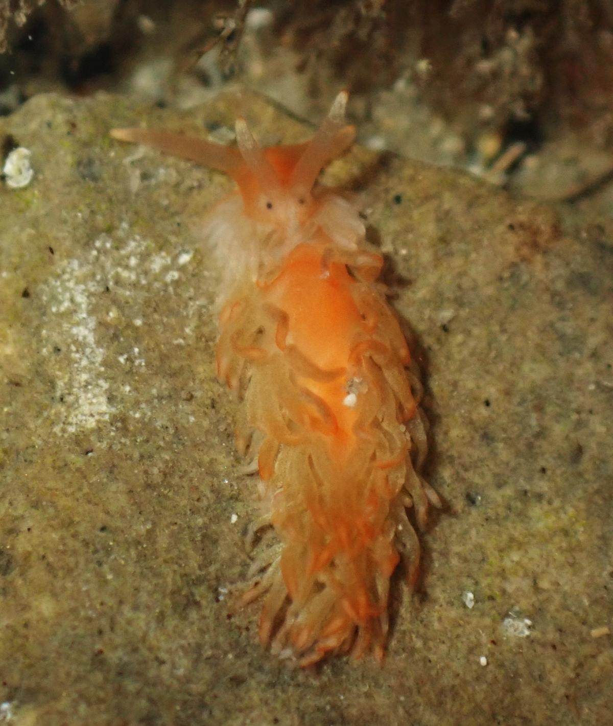 Aeolidiella alderi?