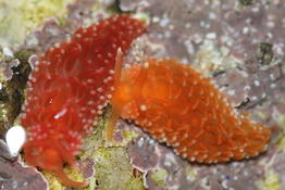 Aeolidiella sanguinea en sud Finistère