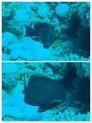 aethaloperca rogaa juvénile  ? 