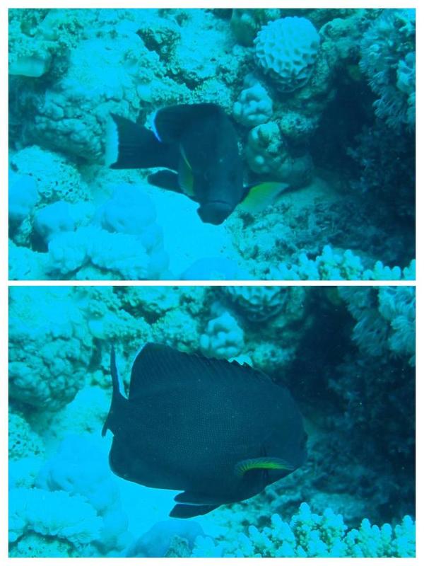 aethaloperca rogaa juvénile  ? 