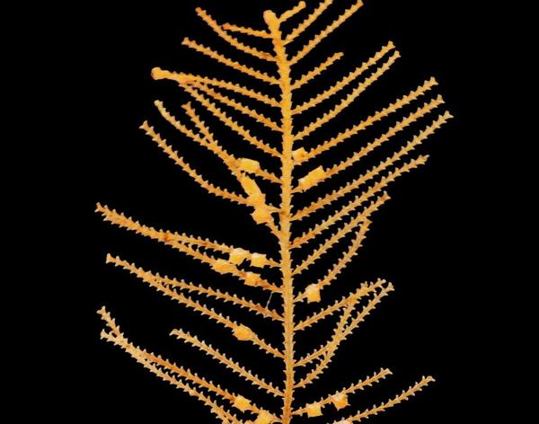 Aglaophenia?