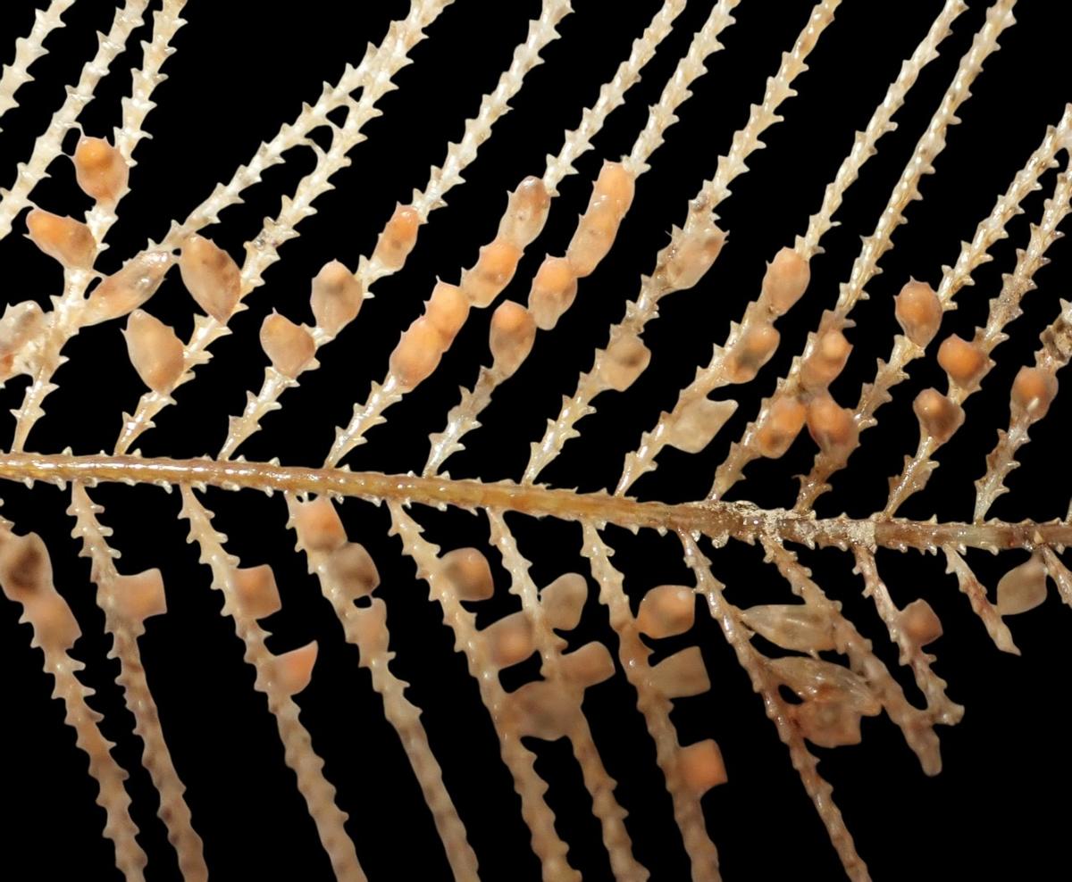 Aglaophenia pluma?