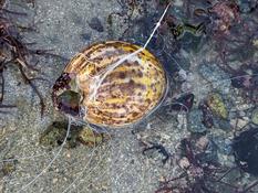Aidé à identification d’une espèce vue sur la plage de louannec en Bretagne