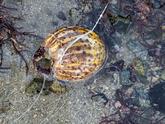 Aidé à identification d’une espèce vue sur la plage de louannec en Bretagne