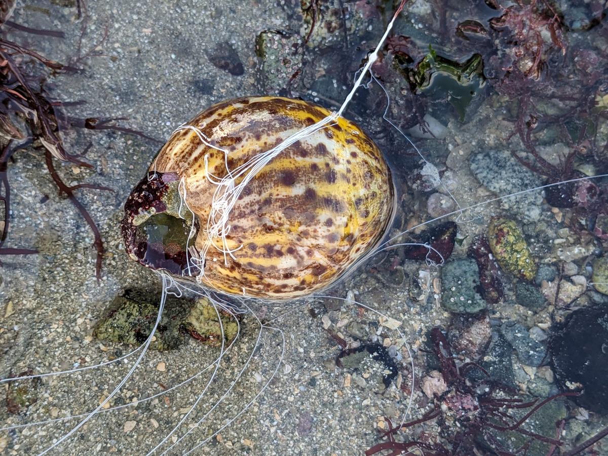 Aidé à identification d’une espèce vue sur la plage de louannec en Bretagne