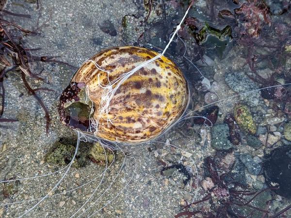 Aidé à identification d’une espèce vue sur la plage de louannec en Bretagne