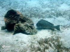 Aide à identification s'il vous plaît ?