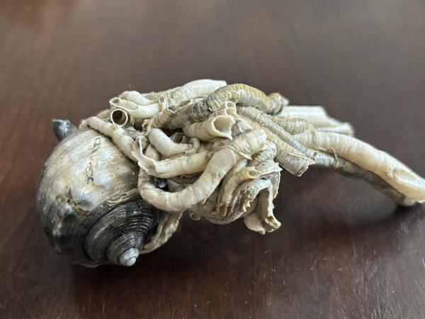 Aide à l’identification