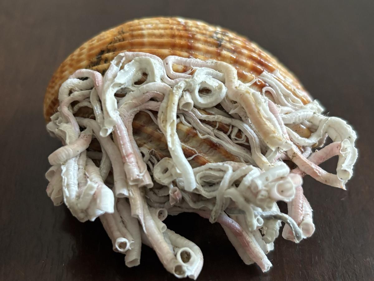 Aide à l’identification