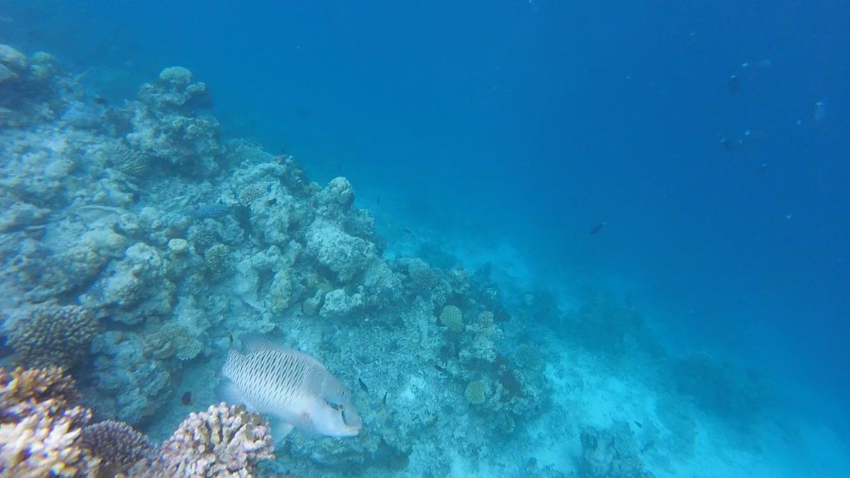 <p>Bonjour Marie-Anne,</p><p>J'ai vu le même poisson aux Maldives le long du tombant et je n'ai pu l'approcher. Je pense comme Michel que ce doit ê...