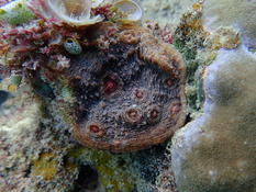 Aide à la détermination du genre de corail.