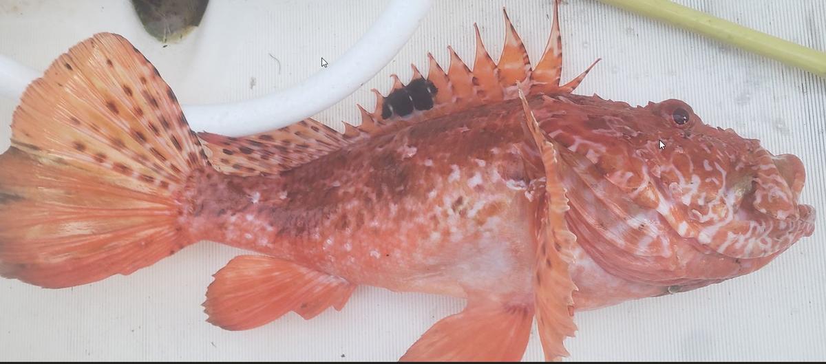 aide/avis identification d'une Rascasse (Scorpaena srephanica ?)