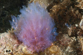 Aide identification bryozoaire ou algues de Méditerranée