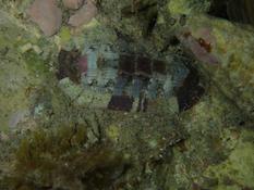 Aide identification chiton