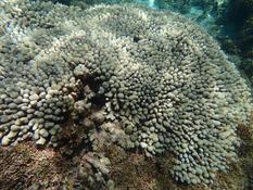 aide identification corail fin