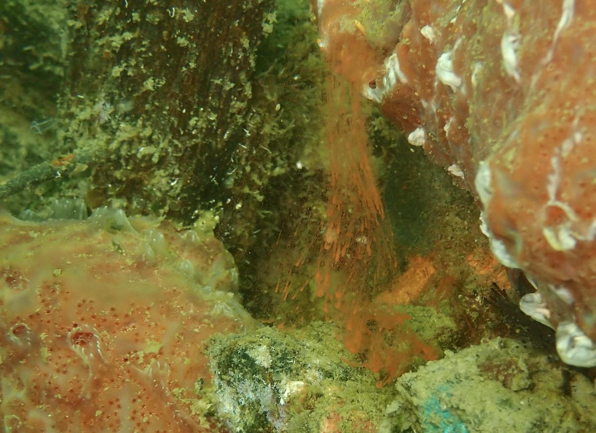 <p>Nous sommes plusieurs à avoir vu et s'être interrogés sur ce type de "coulure" rouge-orangée.</p><p>La dernière fois que je l'ai photographiée,...