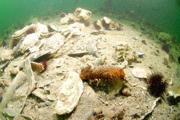 Aide identification Nudibranche Méditerranée