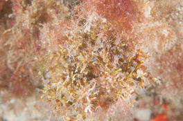 Aide identification octocorallaires Méditerranée
