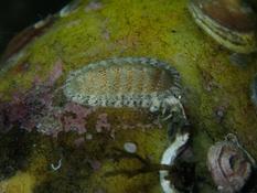 Aide identification polyplacophore (chiton)