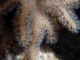 Aide pour identifier cet octocoralliaire