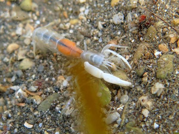 Aide pour l'identification du une crevette digger de la Croatie