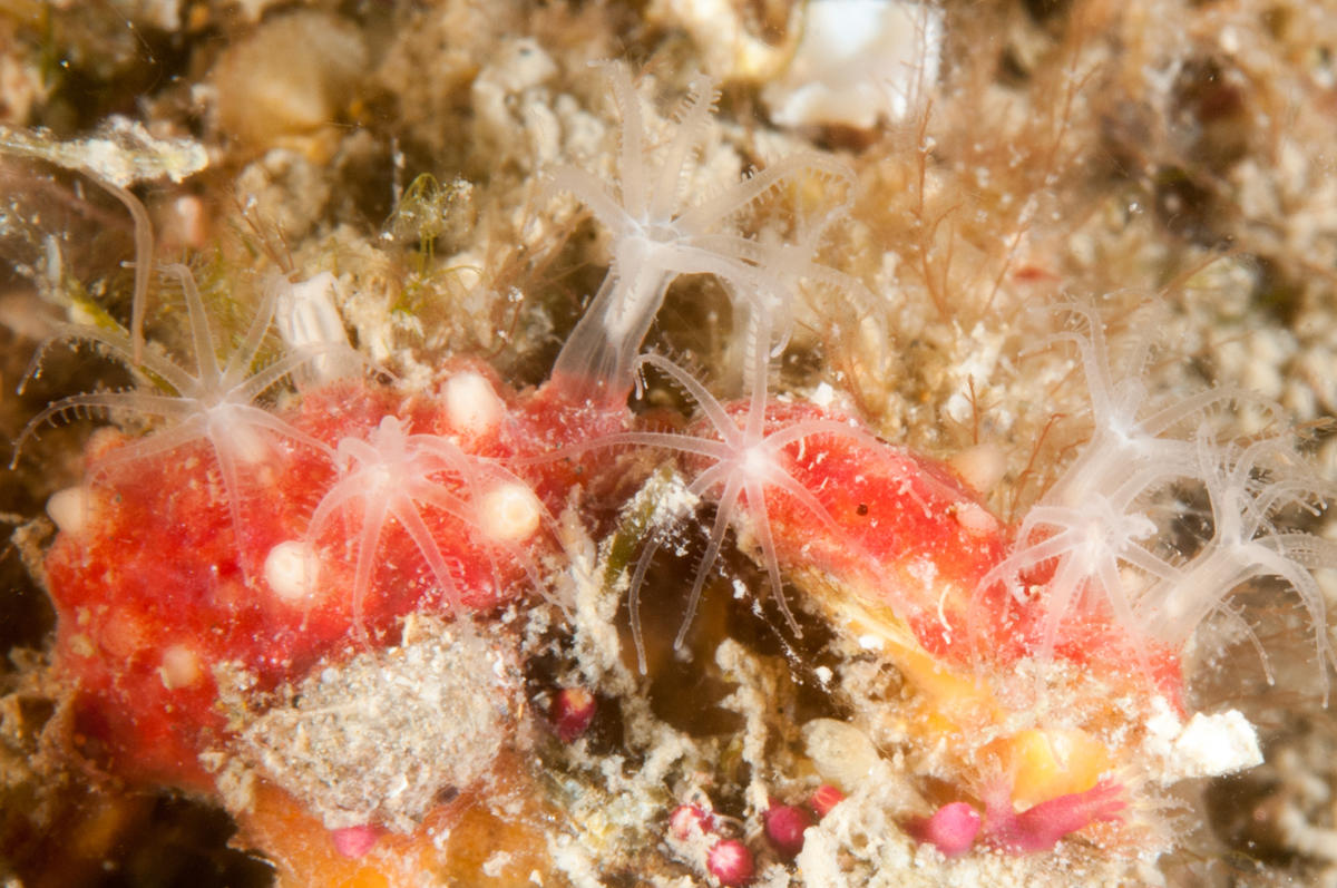 Alcyon ou corail brique?