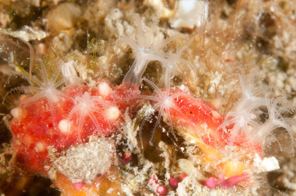 Alcyon ou corail brique?