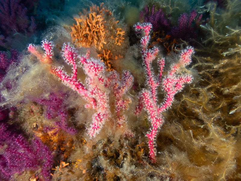 Alcyon ou corail rouge ?