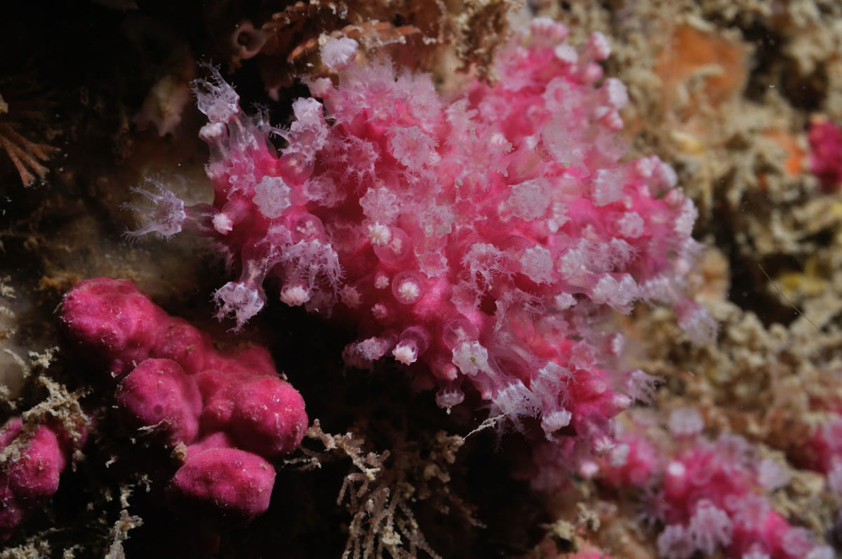 <p>Bonjour François,</p><p><em>Alcyonium coralloides  .</em> Cette colonie présente des polypes plus ouverts mais il s'agit bien de cette espèce.<e...