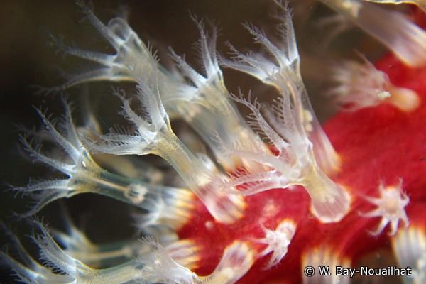 <p>Bonjour,<br /><br />A. coralloïdes peut former des colonies dressées, mais de très petite taille, et elles ne ressemblent pas à cela.<br />A. pa...