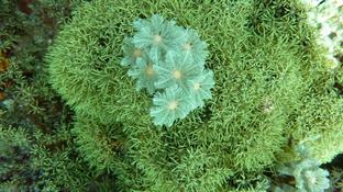 alcyonaire ? corail ?