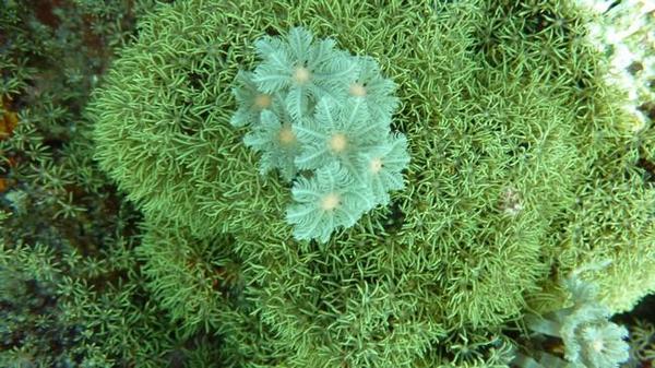 alcyonaire ? corail ?