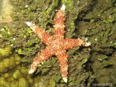 alcyonaire ? corail ?