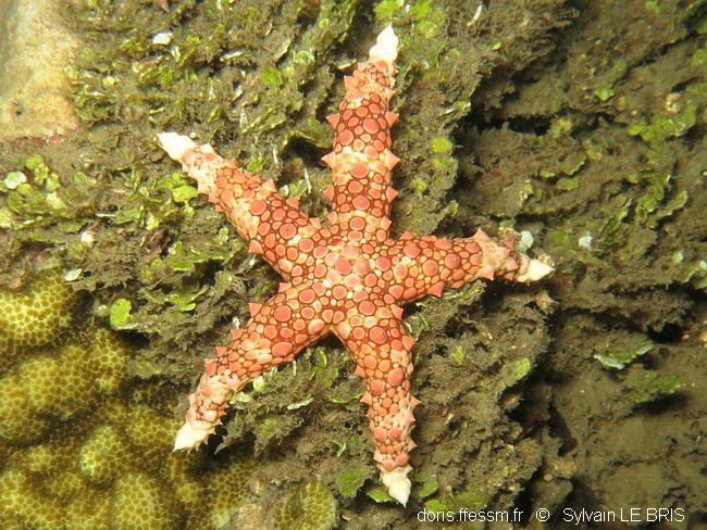 alcyonaire ? corail ?