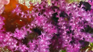 Alcyonaire ou Gorgonaire et famille ou genre ?