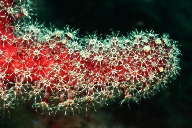 j'ai pris aussi cette espèce en photo  à Porquerolle c'est un alcyonnaire (coraux mous) la méditérannée se réchauffe bientôt nous n'aurons plus bes...