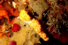 Alcyonium coralloides ?