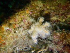 ​  Alcyonium digitatum ou Alcyonium glomeratum ?