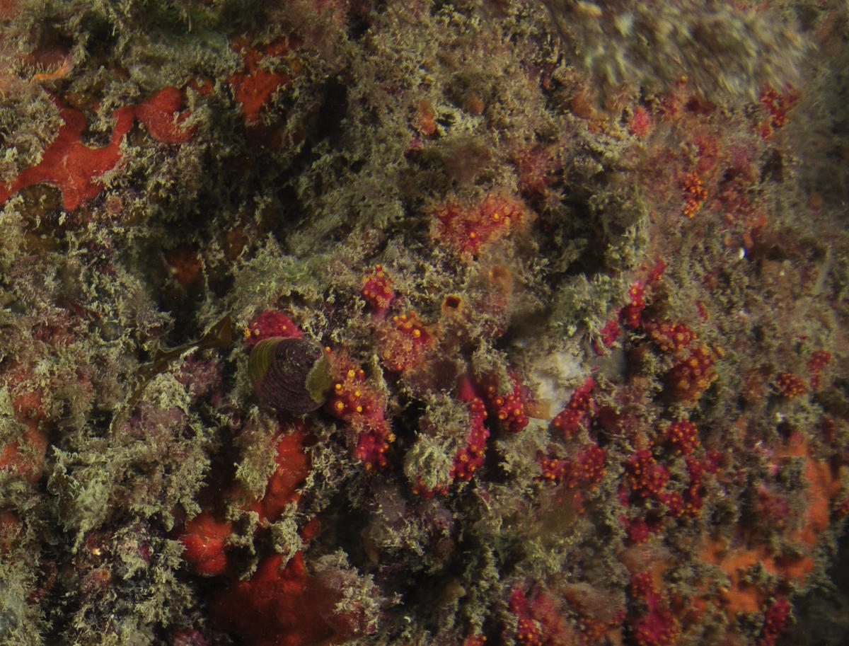 <p>Merci François,</p><p>Nous avons également observé <em>Alcyonium coralloides</em> d'une part sur les gorgones mais aussi sur des surfaces rocheu...